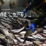 Sénégal : La transformation du poisson face au défi de la compétitivité industrielle