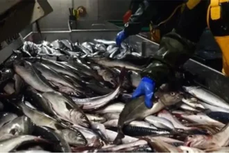 Sénégal : La transformation du poisson face au défi de la compétitivité industrielle