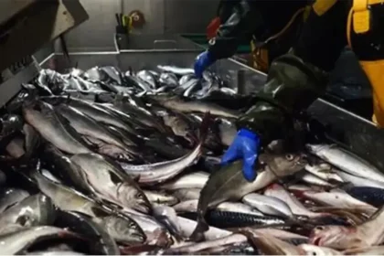 Sénégal : La transformation du poisson face au défi de la compétitivité industrielle