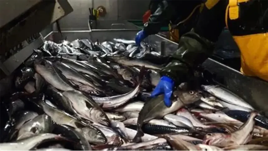Sénégal : La transformation du poisson face au défi de la compétitivité industrielle